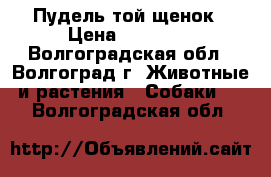 Пудель той щенок › Цена ­ 15 000 - Волгоградская обл., Волгоград г. Животные и растения » Собаки   . Волгоградская обл.